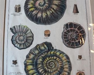 Antique nature illustration