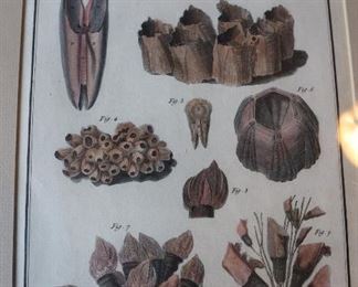 Antique nature illustration