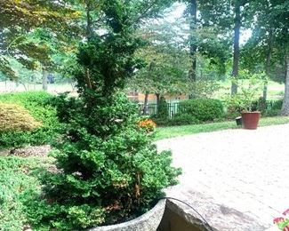 6’ potted tree/cement planter