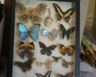 one of two butterfly collections