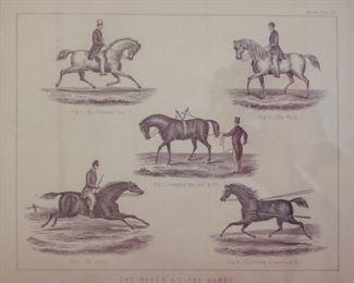 Multiple Antique Equestrian Prints