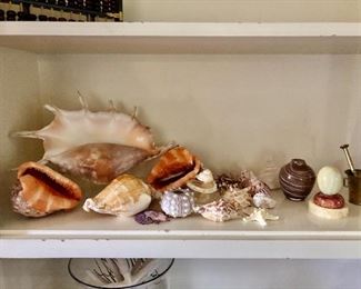 Asst. sea shells