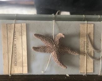 Enchinderm Types Taxidermy (Starfish)