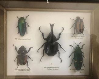 Beetle Taxidermy