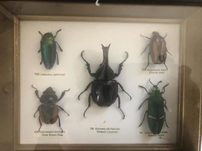 Beetle Taxidermy