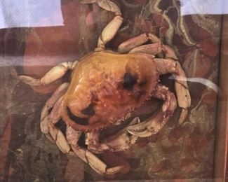 Dungeness /Rock Crab Taxidermy