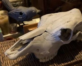 Large Animal Skull