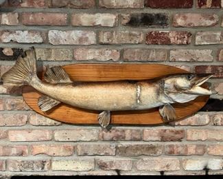 Vintage real skin taxidermy fish mount
