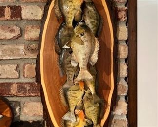 Bluegill real skin taxidermy stringer mount (10 in total) in excellent vintage condition!