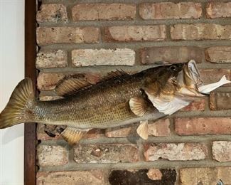 Vintage real skin taxidermy fish mount