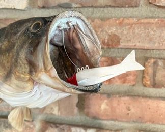 Vintage real skin taxidermy fish mount