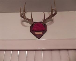8 Point Antlers