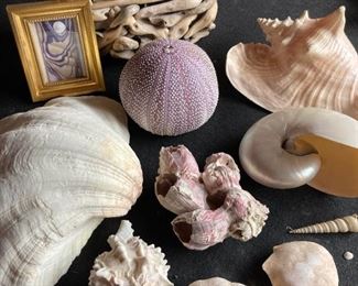 Driftwood Basket Giant Clam Shell Sea Urchin And Seashells