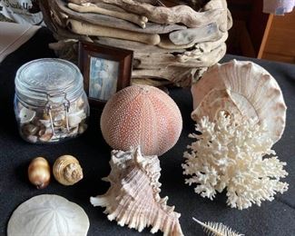 Driftwood Basket Sea Urchin Conch Shell and Coral