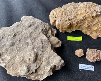 Fossil Corals And Fossils From Missouri