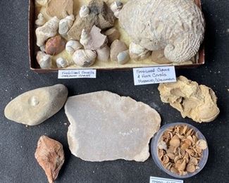 Fossilized Clams Horn Corals Snails And More