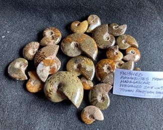 Polished Ammonites From Madagascar