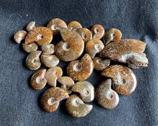 Polished Ammonites