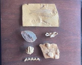 Sea Life Fossils From Missouri