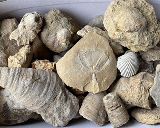 Shell Fossil Assortment And More Fossils
