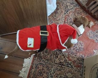 Poor precious i made her model santa outfit that's too small