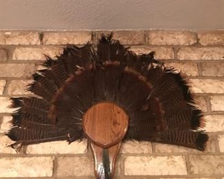 Turkey’s feather tail