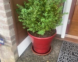 In-person shopping item only Friday and Saturday