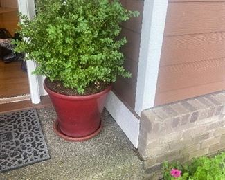 In-person shopping item only Friday and Saturday