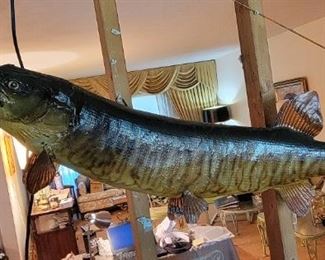 Vintage Taxidermy Fish