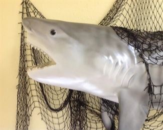 shark close up, net included