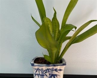 Blue & White Cermic Planter w/ Plant