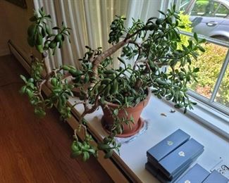 Large Jade plant