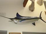 1998 8.5 FOOT MARLIN EXCELLENT CONDITION
600.00