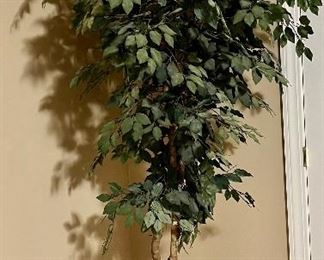 Faux Ficus in Wicker Basket