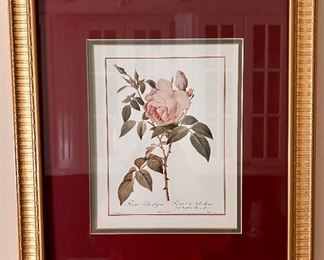 "Single Rose" Botanical Print