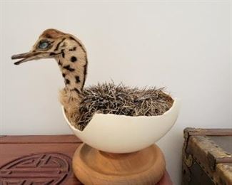 AUTHENTIC OSTRICH TAXIDERM