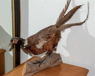 Pheasant Accent