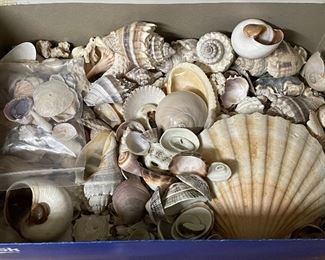 Beach Shells for purchase 