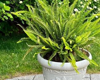 Lightweight Planter with Fern