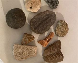 Assorted fossils
