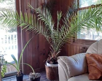 Large date palm plant