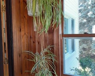 large spider plant