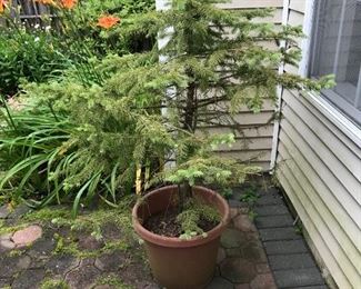 Little tree in a pot