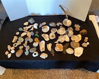  A Beach Sampling/Collection of Shells and Wood.