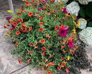 Hanging Basket