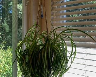 Indoor hanging plant
