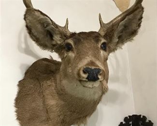 Large deer head with antlers 
50% off now