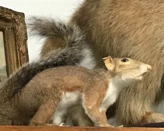 The eastern gray squirrel, also known, particularly outside of North America, as simply the grey squirrel, is a tree squirrel in the genus Sciurus.
