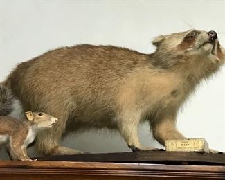 Japanese Raccoon 50% off now