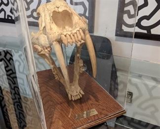 Saber-tooth tiger skull